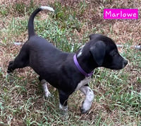 Marlowe (female) - Photo 3
