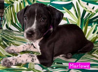 Marlowe (female) - Photo 1