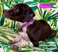 Marlowe (female) - Photo 4