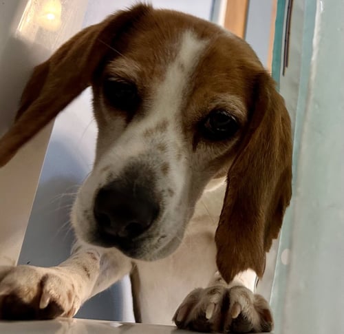 AUTUMN - Beagle for adoption in Little Rock