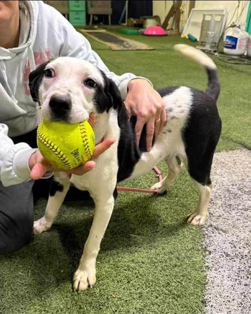 CASSIE - Labrador Retriever / Border Collie available for adoption