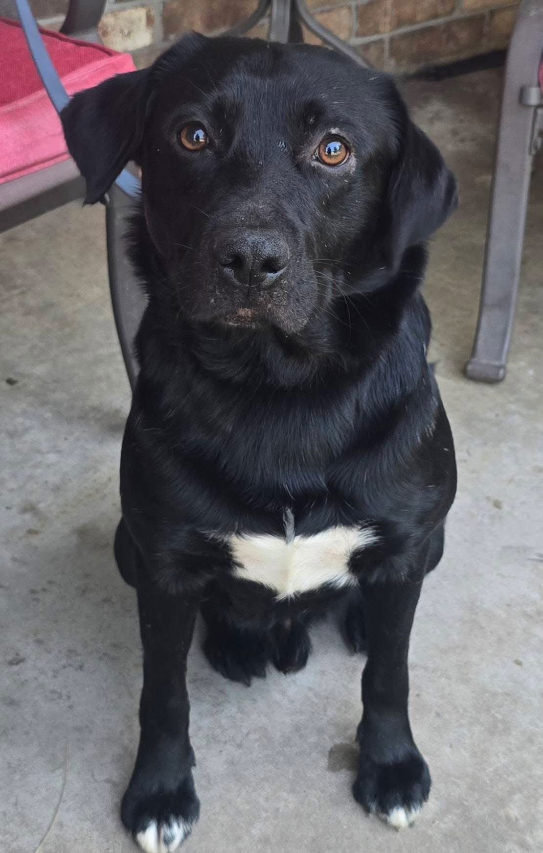 ROADIE - Labrador Retriever for adoption in Little Rock
