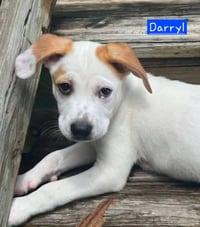 Darryl - Photo 1