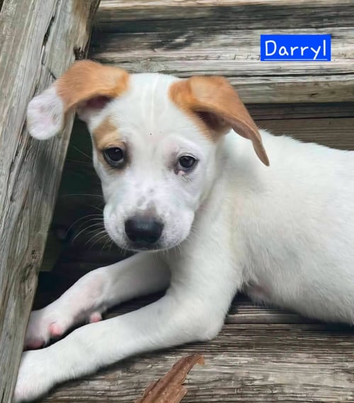 DARRYL - Husky for adoption in Little Rock