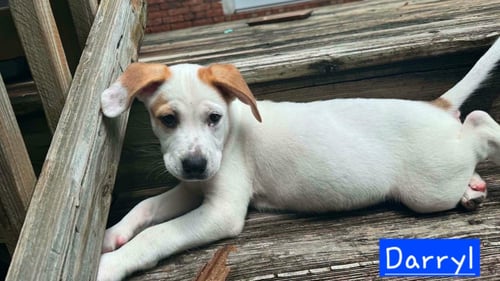 DARRYL - Husky available for adoption