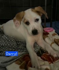 Darryl - Photo 4