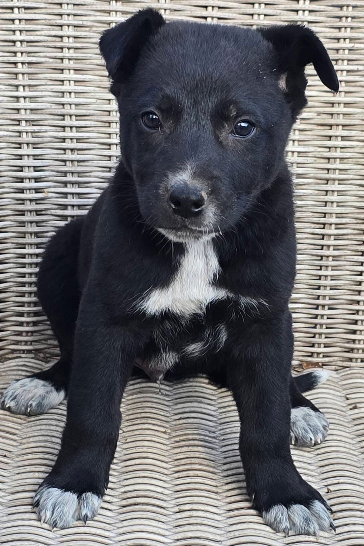 SAUSAGE - German Shepherd Dog / Shepherd for adoption in Little Rock