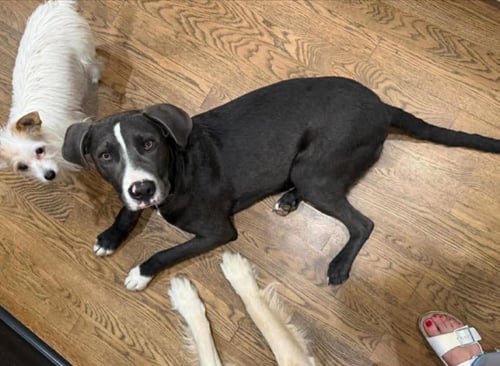BALKI - Golden Retriever for adoption in Little Rock