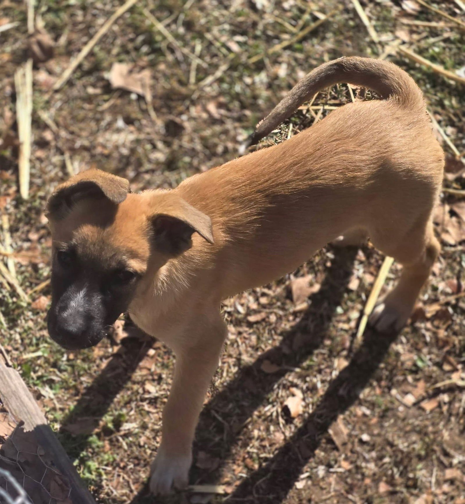 DENISE - Belgian Shepherd Malinois available for adoption