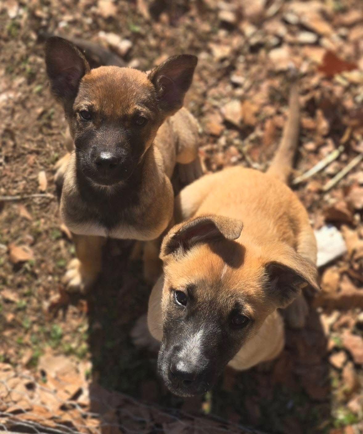 DENISE - Belgian Shepherd Malinois available for adoption