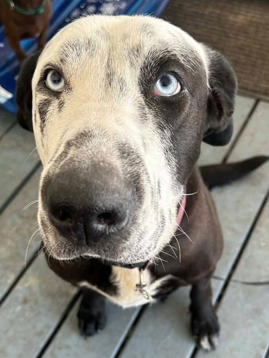 CELESTE - Labrador Retriever available for adoption