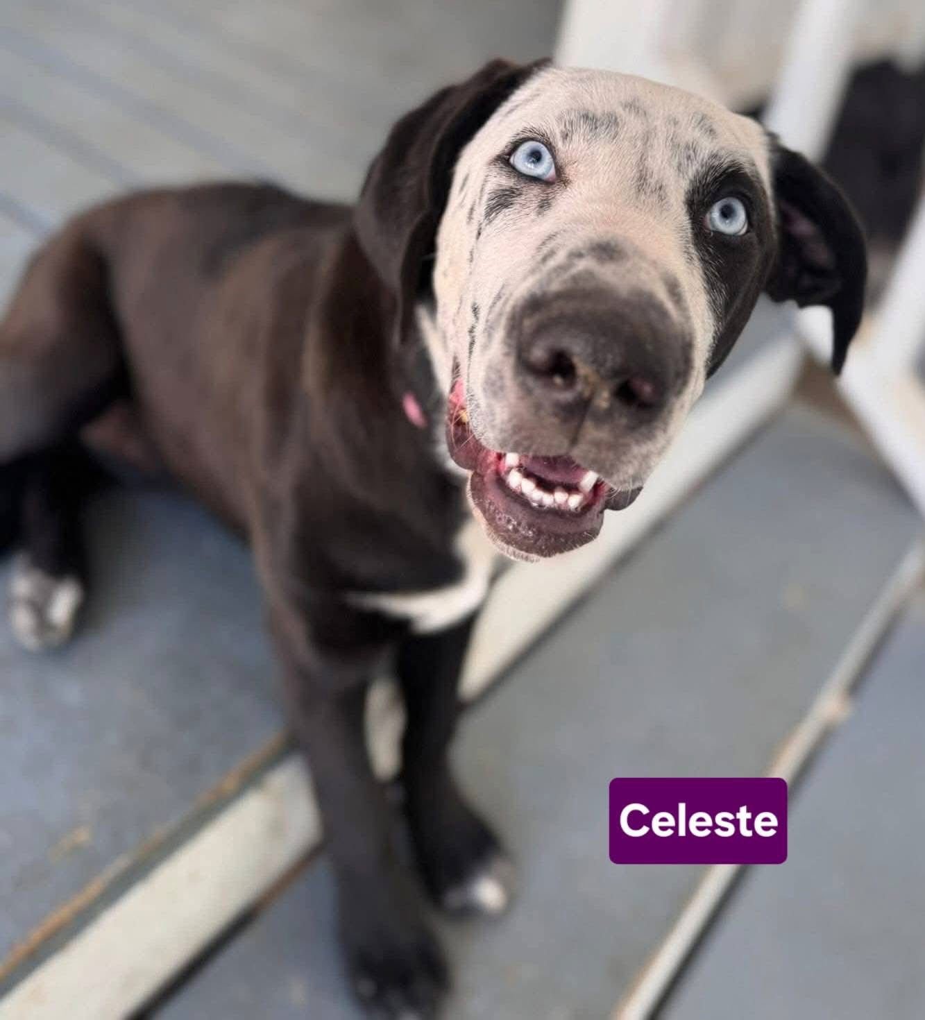CELESTE - Labrador Retriever available for adoption