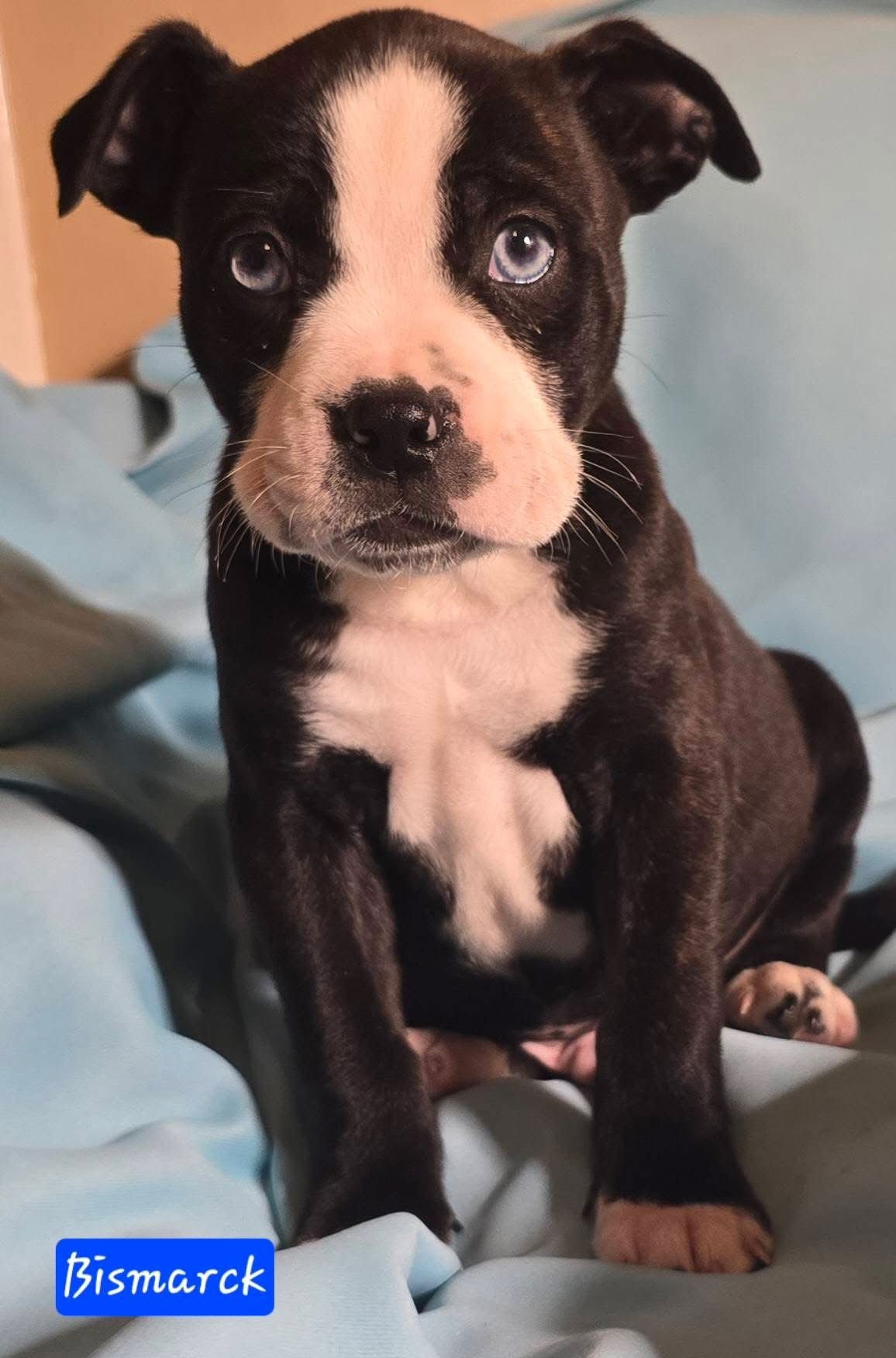 BISMARCK - Boston Terrier / Boxer for adoption in Little Rock