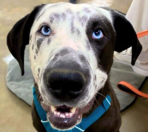 CELESTE - Great Dane / Catahoula Leopard Dog available for adoption
