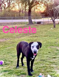 Celeste - Photo 2