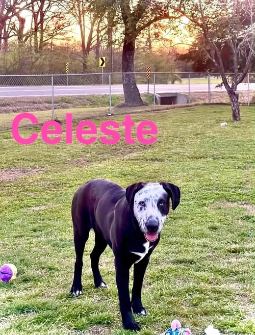 CELESTE - Great Dane / Catahoula Leopard Dog available for adoption