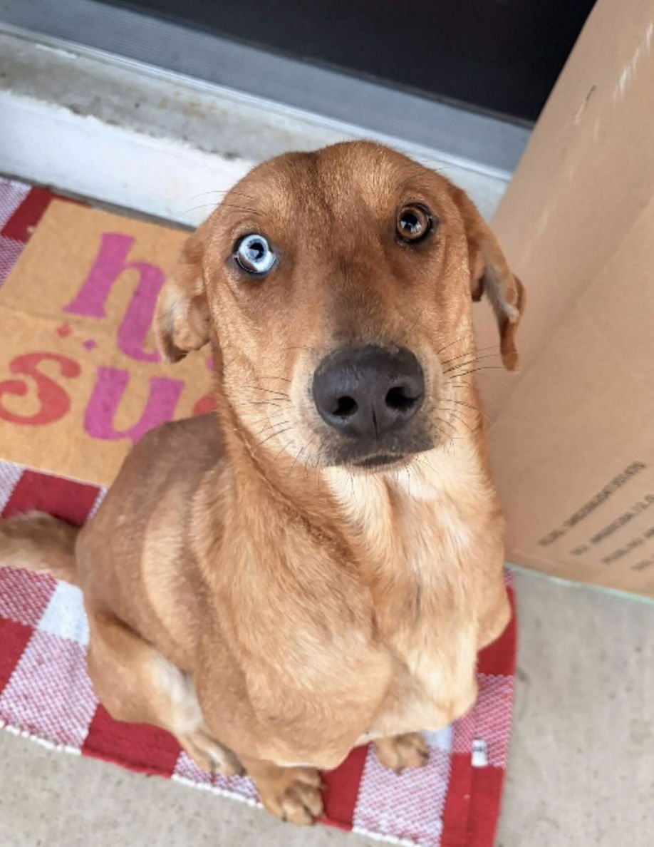MONTANA - Labrador Retriever / Catahoula Leopard Dog for adoption in Little Rock