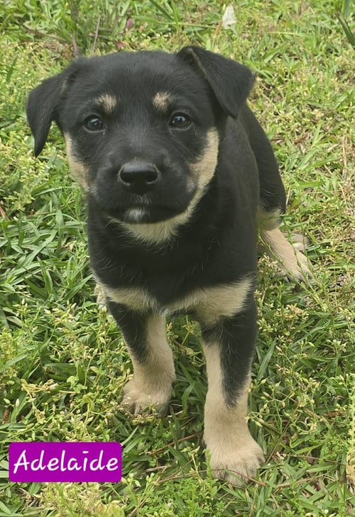 ADELAIDE - Australian Shepherd for adoption in Little Rock
