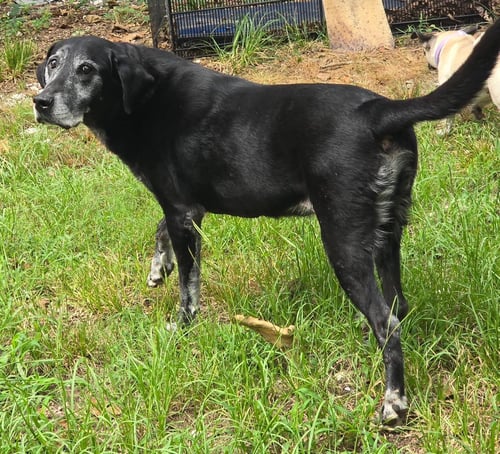 LAKE - Labrador Retriever available for adoption