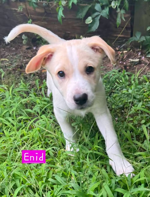 ENID (FEMALE) - Husky for adoption in Little Rock