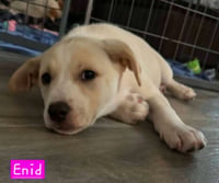 Enid (female) - Photo 2