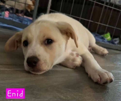 ENID (FEMALE) - Husky available for adoption