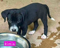 Kimia - Photo 4