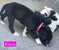 Kimia - Photo 3