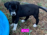 Kimia - Photo 2