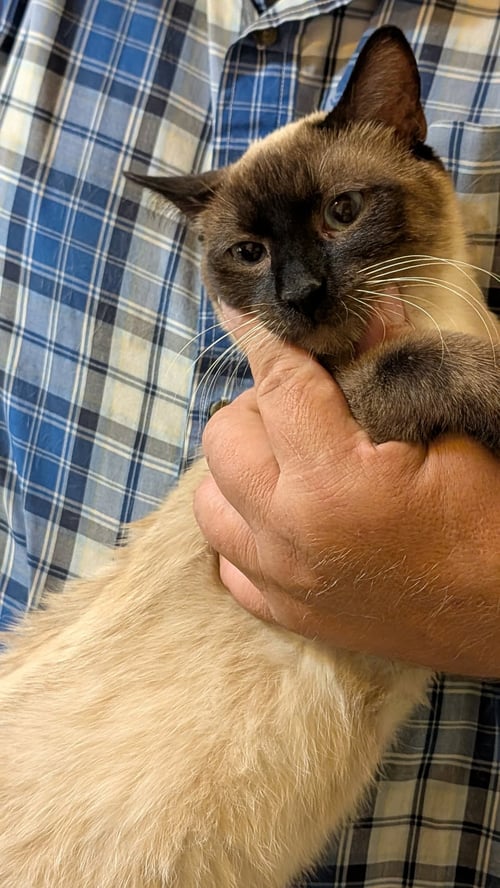ZANE - Siamese available for adoption
