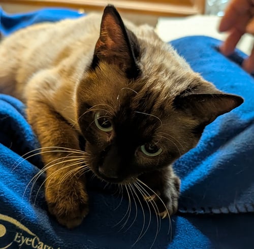 ZANE - Siamese available for adoption