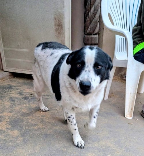OREO - Australian Cattle Dog/Blue Heeler for adoption in Santa Fe