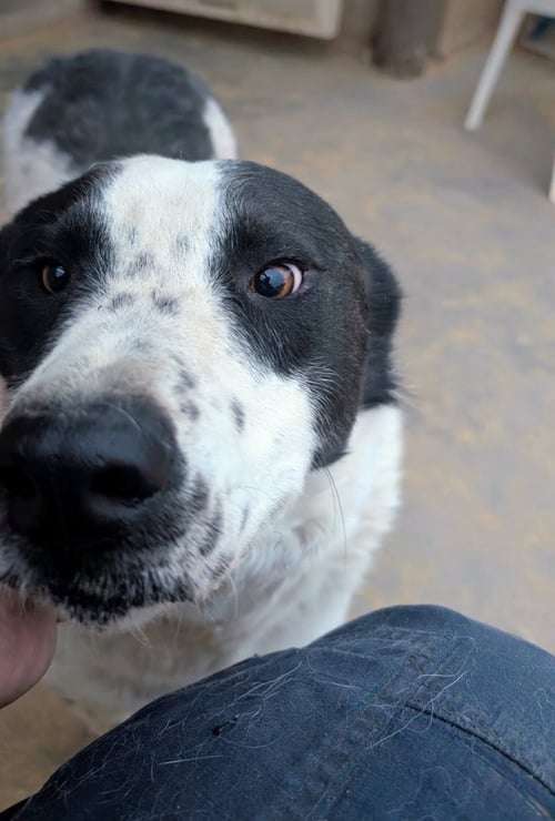 OREO - Australian Cattle Dog/Blue Heeler available for adoption