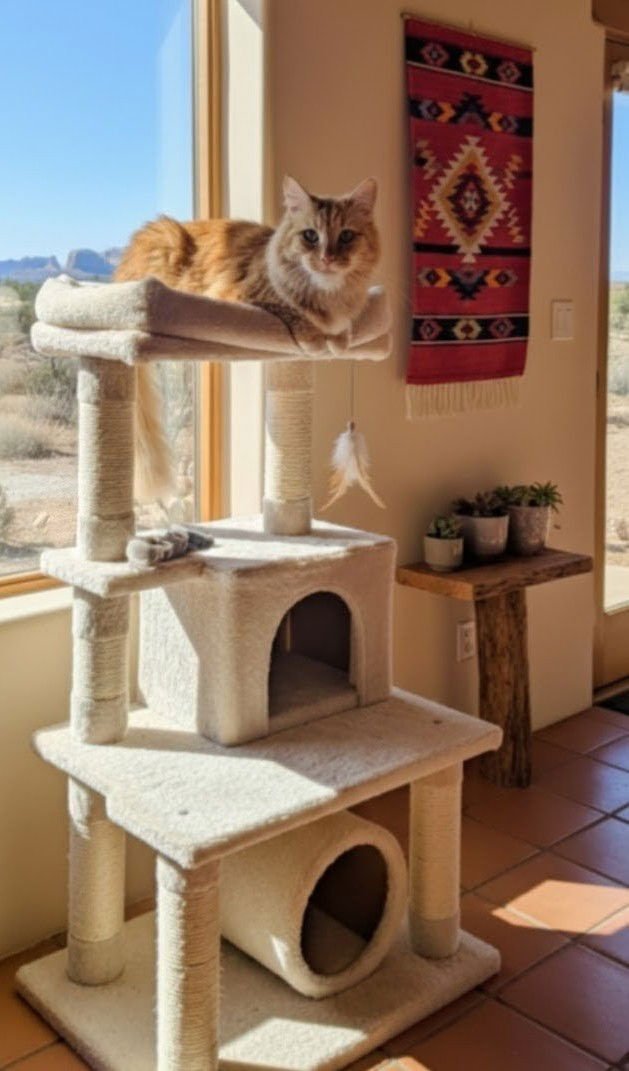 SWEETIE MERINGUE - Domestic Long Hair available for adoption