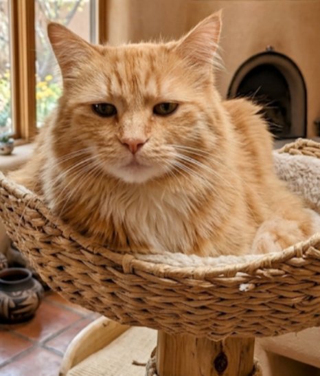 SWEETIE MERINGUE - Domestic Long Hair available for adoption