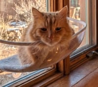 Sweetie MERINGUE - Photo 4