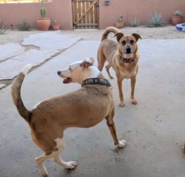 DAISY & FOLEY (BONDED PAIR/SPEC NEEDS) - Cattle Dog available for adoption