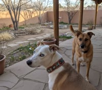 DAISY & FOLEY (bonded pair/spec needs) - Photo 1