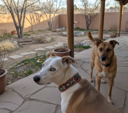 DAISY & FOLEY (BONDED PAIR/SPEC NEEDS) - Cattle Dog for adoption in Santa Fe