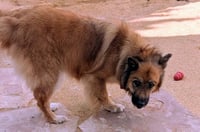 WILLOW - Photo 4