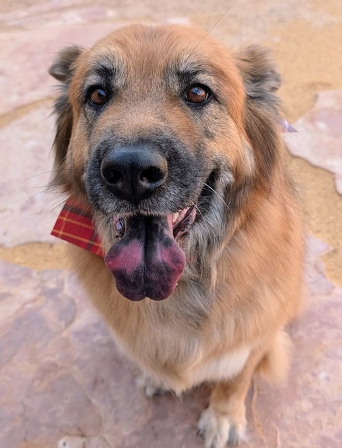 WILLOW - Shepherd / Chow Chow for adoption in Santa Fe