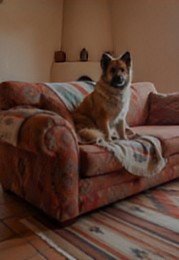 WILLOW - Photo 3