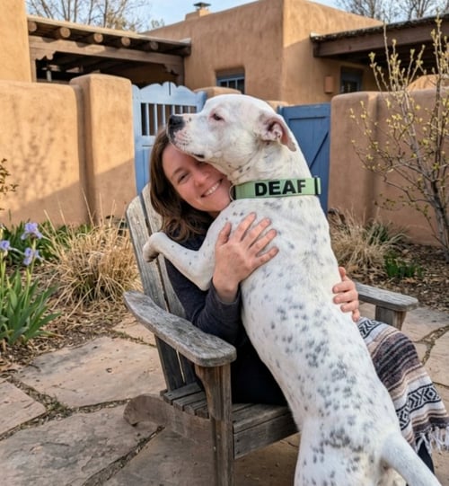 SNOWBALL (DEAF) - American Staffordshire Terrier for adoption in Santa Fe