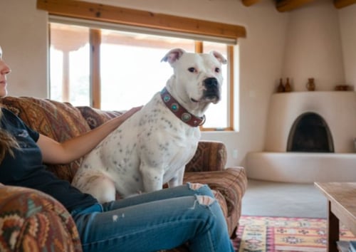 SNOWBALL (DEAF) - American Staffordshire Terrier available for adoption