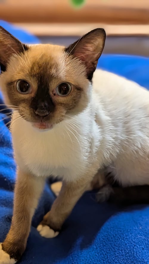 YUKI - Siamese available for adoption
