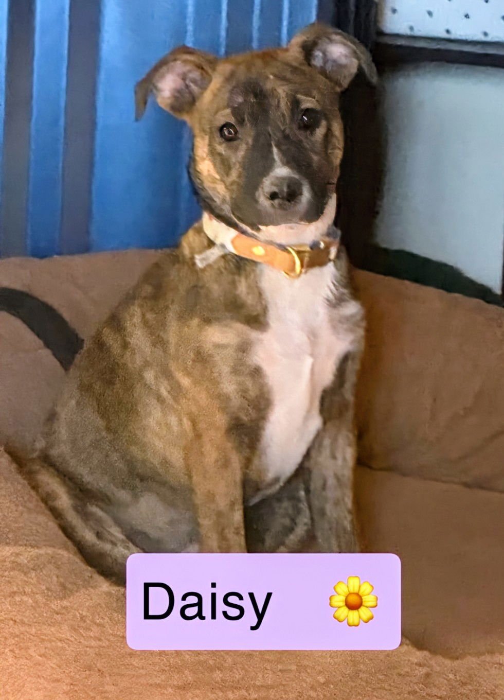 DAISY - Cattle Dog available for adoption