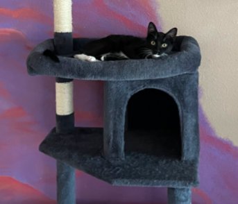 DUSTY BREEZE - Domestic Short Hair available for adoption