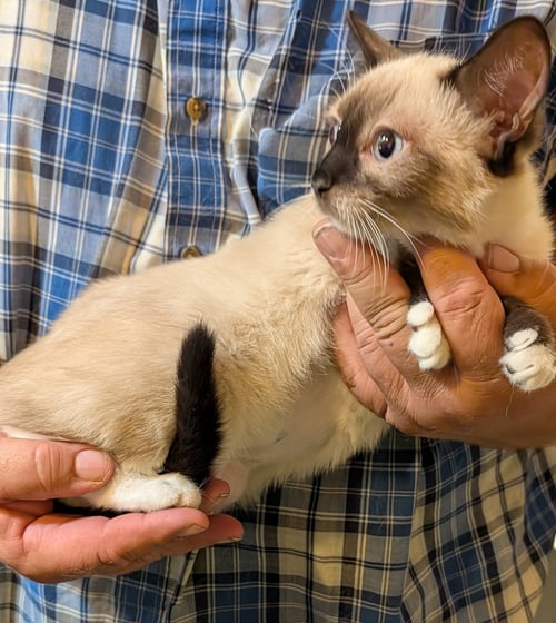 LIORA - Siamese available for adoption