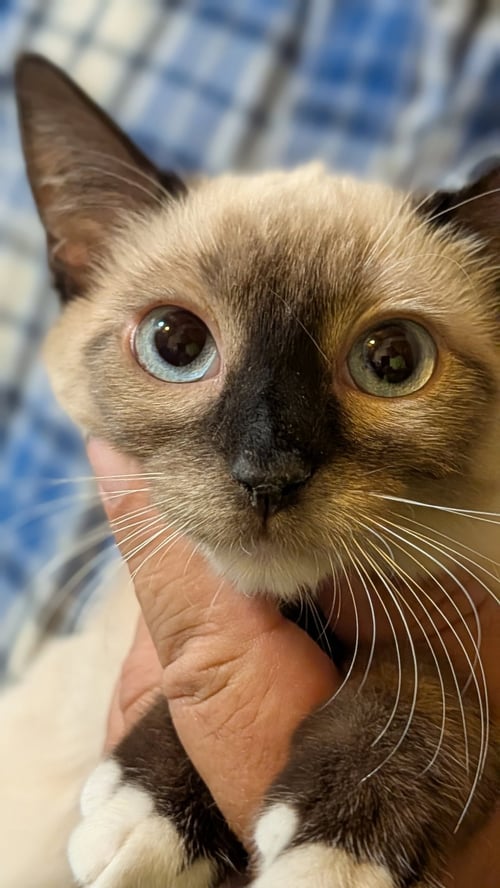 LIORA - Siamese available for adoption