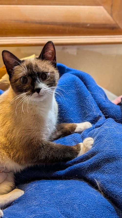 SUKI (MAMMA) - Siamese available for adoption